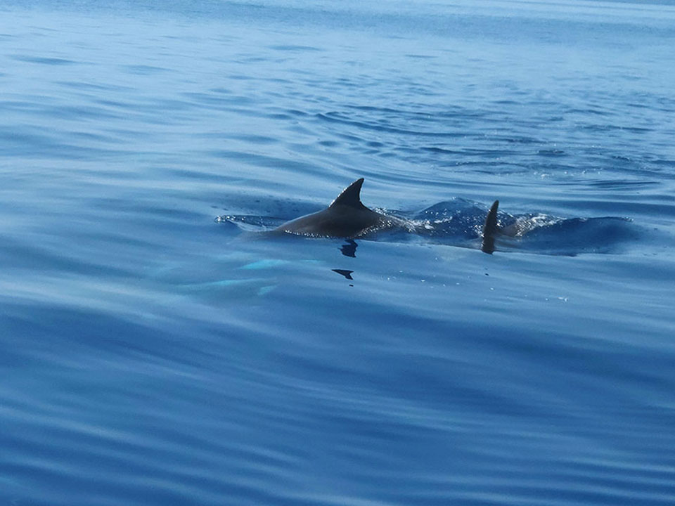Small dolphins travelling with Aegeas