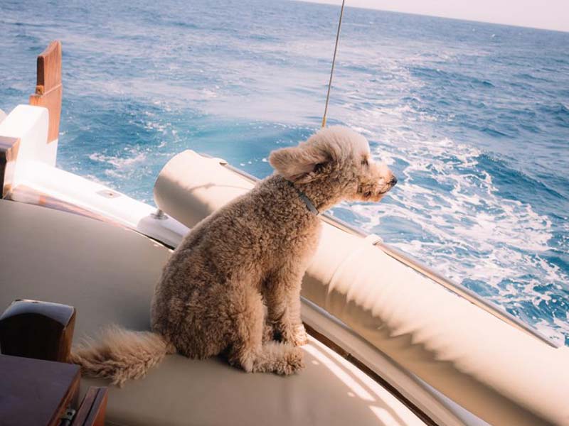 Fotis, the dog sailor of Aegeas